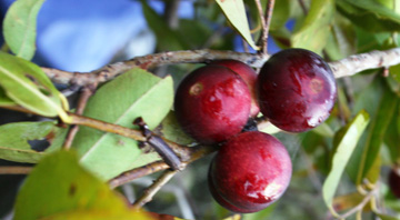 Camu Camau Berries